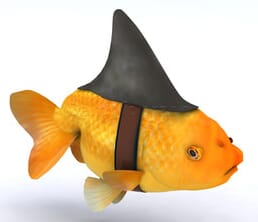 Aroma Calipitter Chow